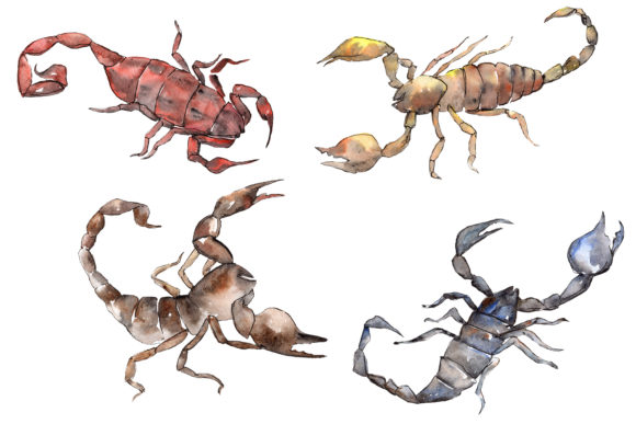 Animal Scorpion Watercolor: A Wildly Detailed Asset Pack